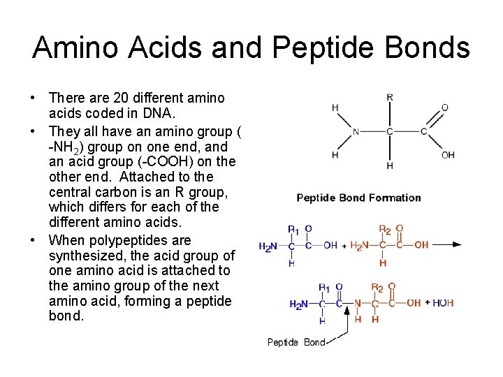 Amino Acids and Peptide Bonds • There are 20 different amino acids coded in