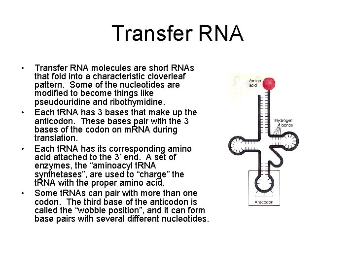 Transfer RNA • • Transfer RNA molecules are short RNAs that fold into a