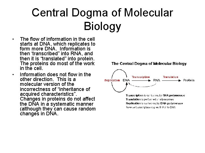 Central Dogma of Molecular Biology • • The flow of information in the cell