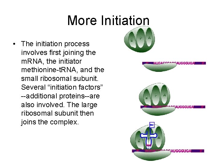 More Initiation • The initiation process involves first joining the m. RNA, the initiator