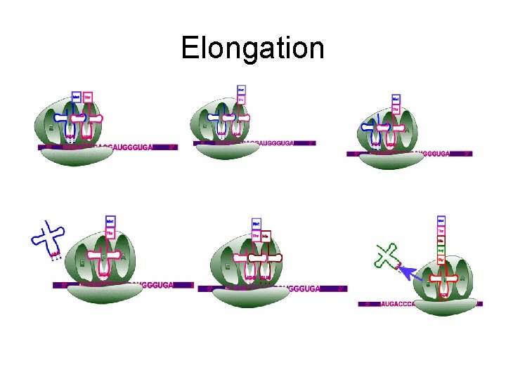 Elongation 