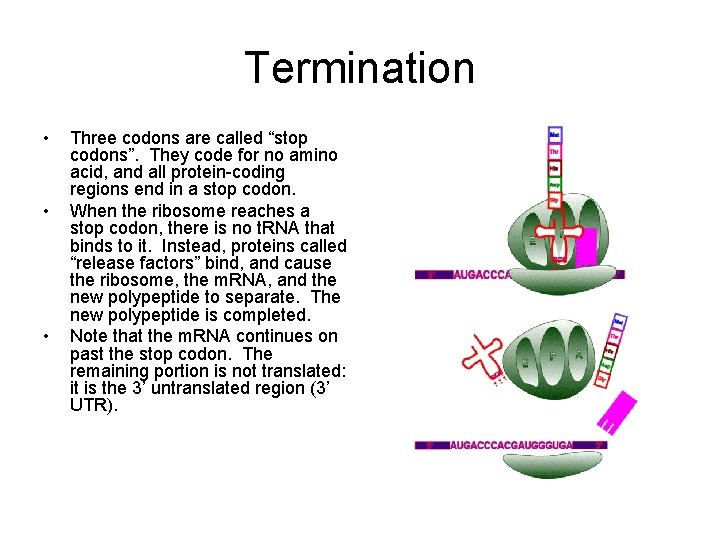 Termination • • • Three codons are called “stop codons”. They code for no