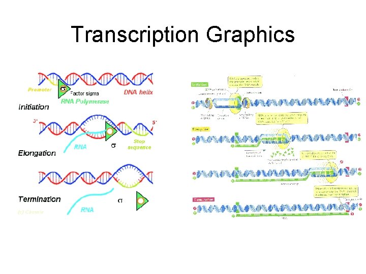 Transcription Graphics 