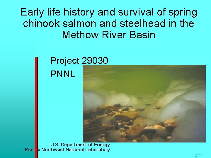 Early life history and survival of spring chinook salmon and steelhead in the Methow