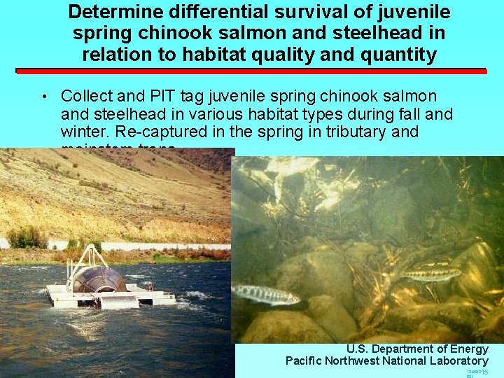 Determine differential survival of juvenile spring chinook salmon and steelhead in relation to habitat