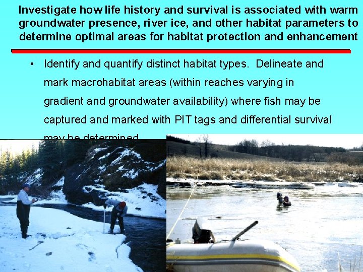 Investigate how life history and survival is associated with warm groundwater presence, river ice,