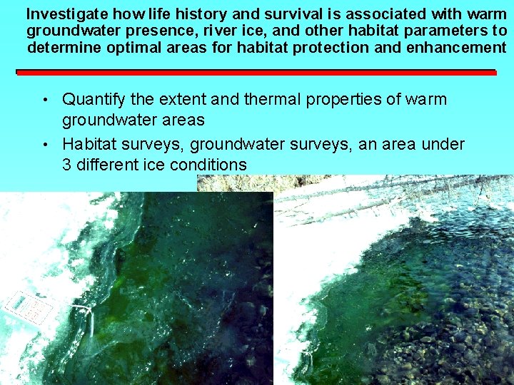Investigate how life history and survival is associated with warm groundwater presence, river ice,
