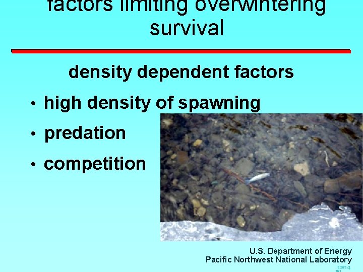 factors limiting overwintering survival density dependent factors • high density of spawning • predation