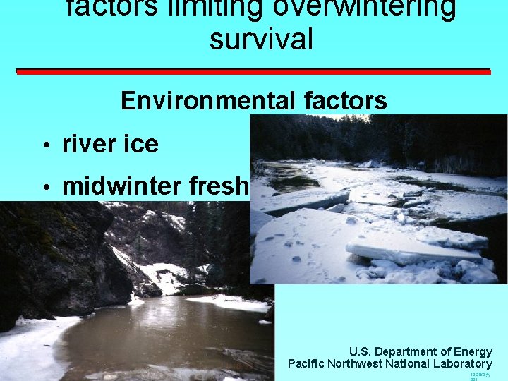 factors limiting overwintering survival Environmental factors • river ice • midwinter freshets U. S.