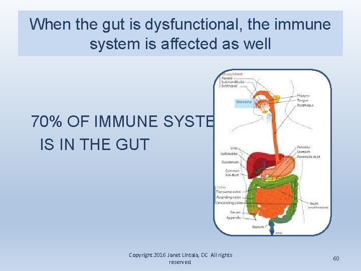 When the gut is dysfunctional, the immune system is affected as well 70% OF