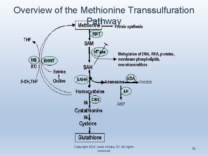 Overview of the Methionine Transsulfuration Pathway Copyright 2016 Janet Lintala, DC All rights reserved.