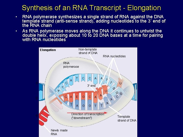 Synthesis of an RNA Transcript - Elongation • • RNA polymerase synthesizes a single Synthesis of an RNA Transcript - Elongation • • RNA polymerase synthesizes a single