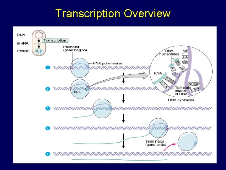 Transcription Overview Transcription Overview