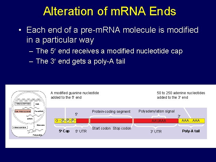 Alteration of m. RNA Ends • Each end of a pre-m. RNA molecule is Alteration of m. RNA Ends • Each end of a pre-m. RNA molecule is