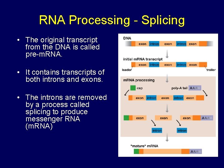 RNA Processing - Splicing • The original transcript from the DNA is called pre-m. RNA Processing - Splicing • The original transcript from the DNA is called pre-m.