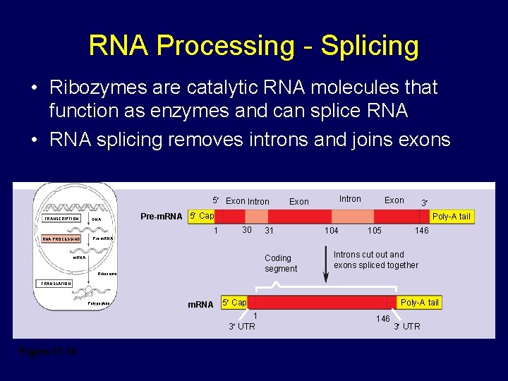 RNA Processing - Splicing • Ribozymes are catalytic RNA molecules that function as enzymes RNA Processing - Splicing • Ribozymes are catalytic RNA molecules that function as enzymes