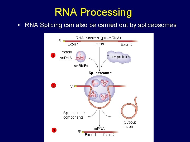 RNA Processing • RNA Splicing can also be carried out by spliceosomes 5 1 RNA Processing • RNA Splicing can also be carried out by spliceosomes 5 1