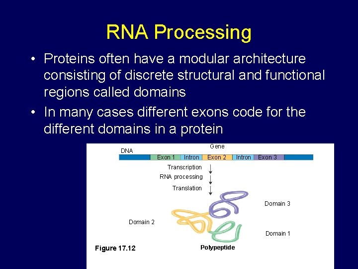 RNA Processing • Proteins often have a modular architecture consisting of discrete structural and RNA Processing • Proteins often have a modular architecture consisting of discrete structural and
