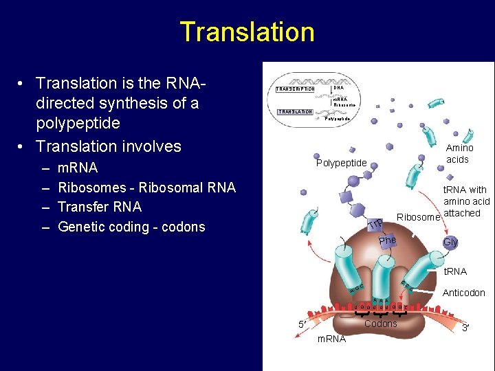 Translation • Translation is the RNAdirected synthesis of a polypeptide • Translation involves – Translation • Translation is the RNAdirected synthesis of a polypeptide • Translation involves –