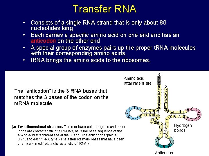 Transfer RNA • Consists of a single RNA strand that is only about 80 Transfer RNA • Consists of a single RNA strand that is only about 80