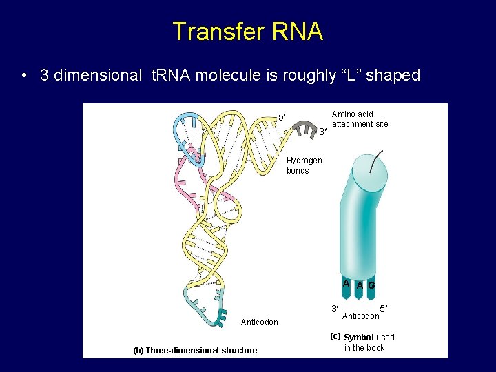 Transfer RNA • 3 dimensional t. RNA molecule is roughly “L” shaped 5 3 Transfer RNA • 3 dimensional t. RNA molecule is roughly “L” shaped 5 3