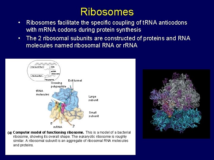 Ribosomes • Ribosomes facilitate the specific coupling of t. RNA anticodons with m. RNA Ribosomes • Ribosomes facilitate the specific coupling of t. RNA anticodons with m. RNA