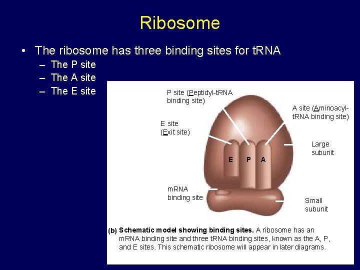 Ribosome • The ribosome has three binding sites for t. RNA – The P Ribosome • The ribosome has three binding sites for t. RNA – The P