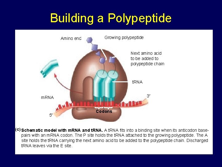 Building a Polypeptide Amino end Growing polypeptide Next amino acid to be added to Building a Polypeptide Amino end Growing polypeptide Next amino acid to be added to