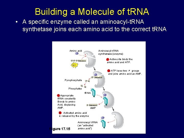 Building a Molecule of t. RNA • A specific enzyme called an aminoacyl-t. RNA Building a Molecule of t. RNA • A specific enzyme called an aminoacyl-t. RNA