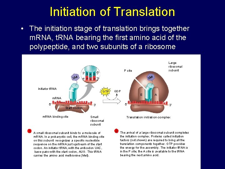 Initiation of Translation • The initiation stage of translation brings together m. RNA, t. Initiation of Translation • The initiation stage of translation brings together m. RNA, t.