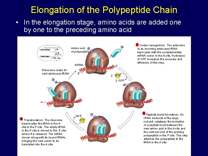 Elongation of the Polypeptide Chain • In the elongation stage, amino acids are added Elongation of the Polypeptide Chain • In the elongation stage, amino acids are added