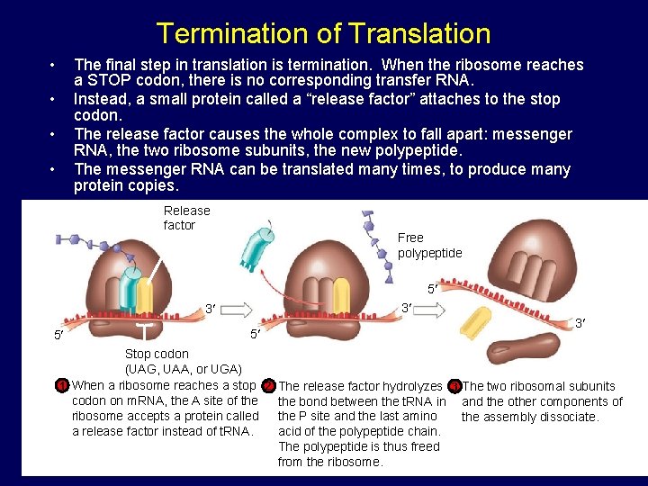 Termination of Translation • The final step in translation is termination. When the ribosome Termination of Translation • The final step in translation is termination. When the ribosome