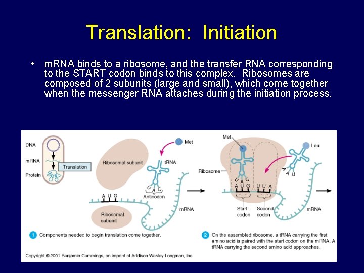 Translation: Initiation • m. RNA binds to a ribosome, and the transfer RNA corresponding Translation: Initiation • m. RNA binds to a ribosome, and the transfer RNA corresponding