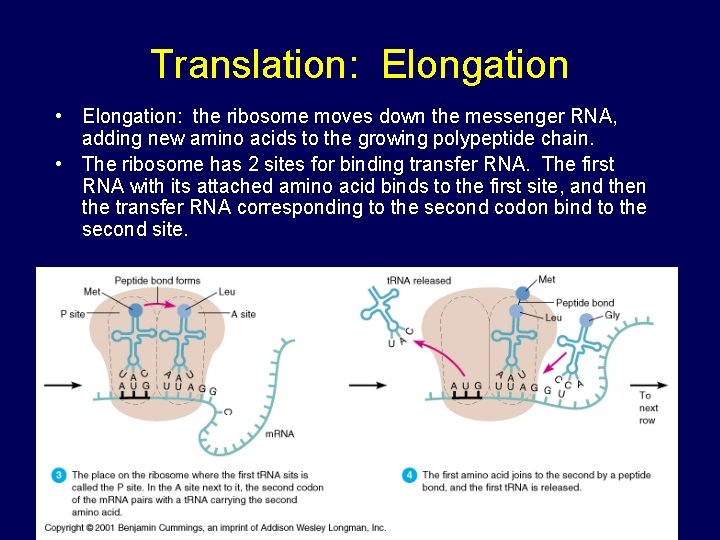 Translation: Elongation • Elongation: the ribosome moves down the messenger RNA, adding new amino Translation: Elongation • Elongation: the ribosome moves down the messenger RNA, adding new amino