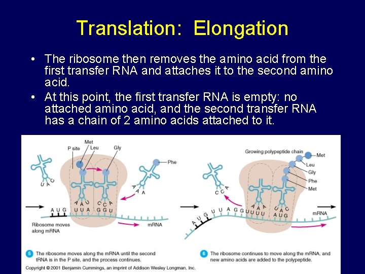 Translation: Elongation • The ribosome then removes the amino acid from the first transfer Translation: Elongation • The ribosome then removes the amino acid from the first transfer