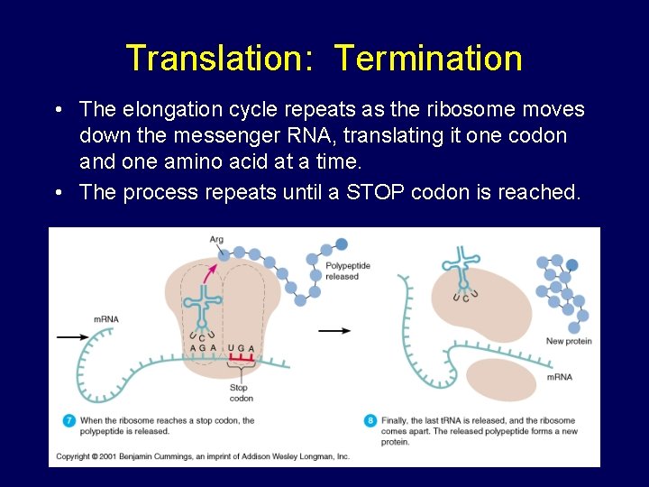Translation: Termination • The elongation cycle repeats as the ribosome moves down the messenger Translation: Termination • The elongation cycle repeats as the ribosome moves down the messenger