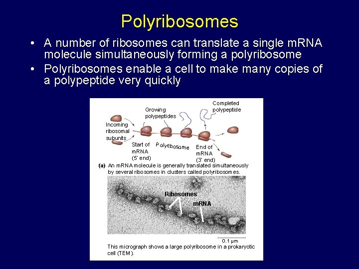 Polyribosomes • A number of ribosomes can translate a single m. RNA molecule simultaneously Polyribosomes • A number of ribosomes can translate a single m. RNA molecule simultaneously