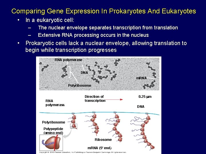 Comparing Gene Expression In Prokaryotes And Eukaryotes • In a eukaryotic cell: – – Comparing Gene Expression In Prokaryotes And Eukaryotes • In a eukaryotic cell: – –