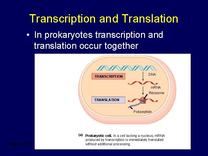 Transcription and Translation • In prokaryotes transcription and translation occur together TRANSCRIPTION DNA m. Transcription and Translation • In prokaryotes transcription and translation occur together TRANSCRIPTION DNA m.