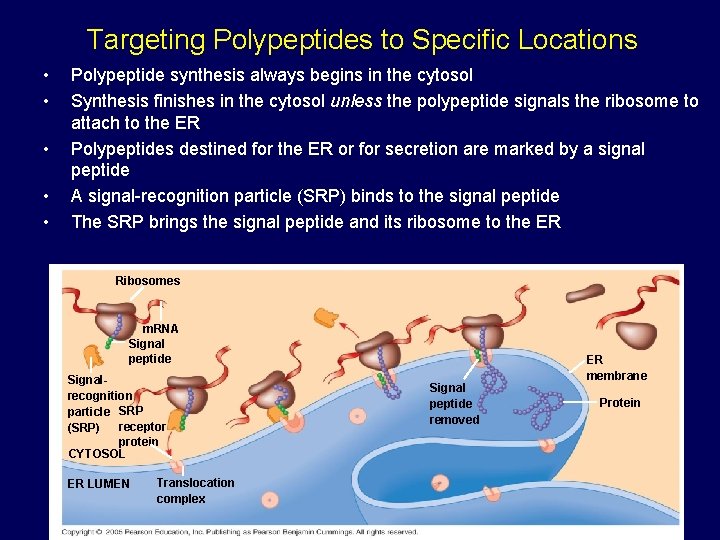 Targeting Polypeptides to Specific Locations • • • Polypeptide synthesis always begins in the Targeting Polypeptides to Specific Locations • • • Polypeptide synthesis always begins in the