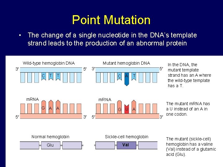 Point Mutation • The change of a single nucleotide in the DNA’s template strand Point Mutation • The change of a single nucleotide in the DNA’s template strand