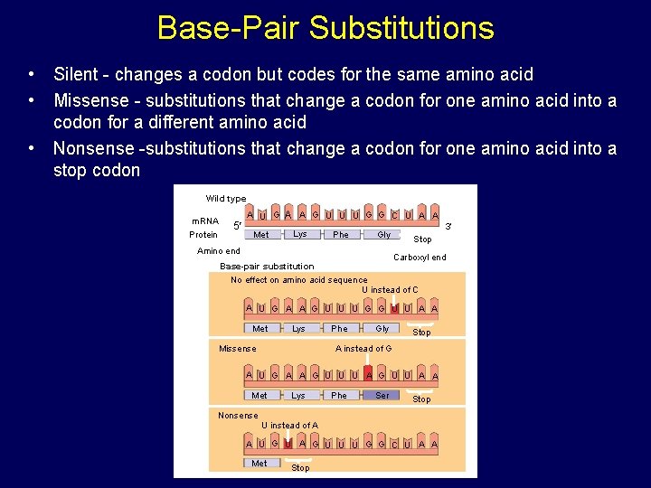 Base-Pair Substitutions • Silent - changes a codon but codes for the same amino Base-Pair Substitutions • Silent - changes a codon but codes for the same amino