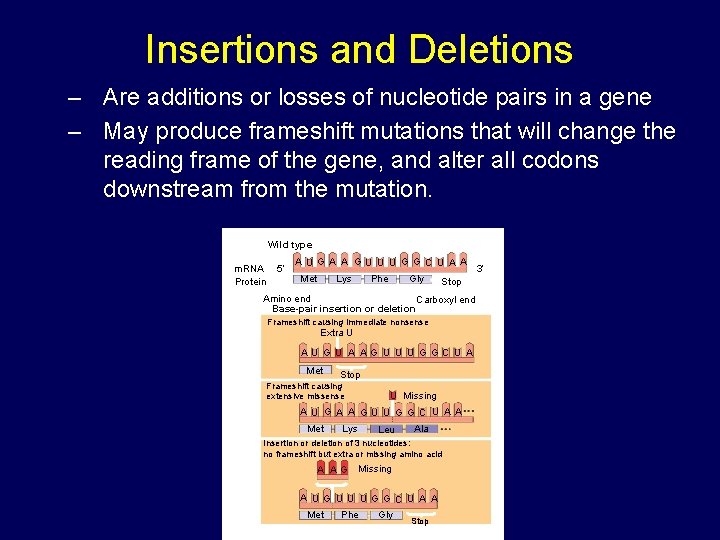 Insertions and Deletions – Are additions or losses of nucleotide pairs in a gene Insertions and Deletions – Are additions or losses of nucleotide pairs in a gene