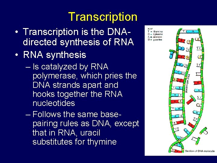 Transcription • Transcription is the DNAdirected synthesis of RNA • RNA synthesis – Is Transcription • Transcription is the DNAdirected synthesis of RNA • RNA synthesis – Is