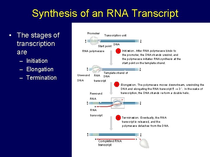 Synthesis of an RNA Transcript • The stages of transcription are – Initiation – Synthesis of an RNA Transcript • The stages of transcription are – Initiation –