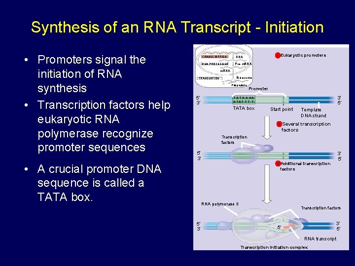 Synthesis of an RNA Transcript - Initiation • Promoters signal the initiation of RNA Synthesis of an RNA Transcript - Initiation • Promoters signal the initiation of RNA