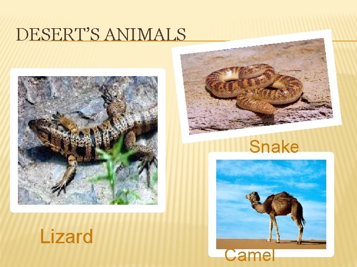 DESERT’S ANIMALS Snake Lizard Camel 
