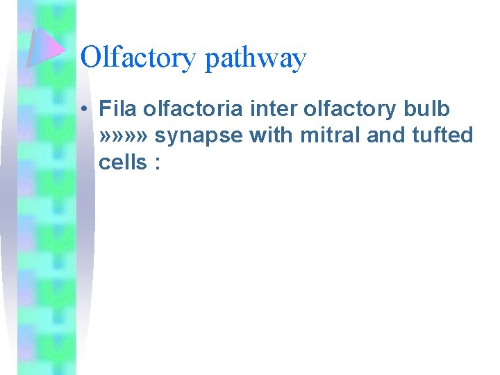Olfactory pathway • Fila olfactoria inter olfactory bulb » » synapse with mitral and