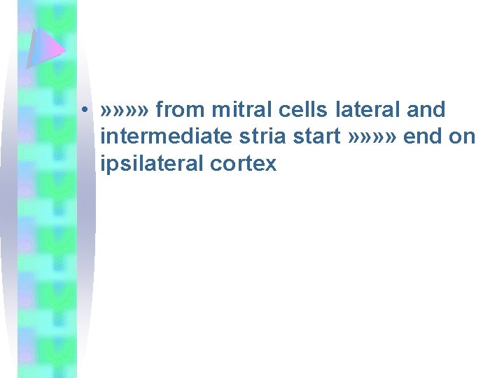  • » » from mitral cells lateral and intermediate stria start » »