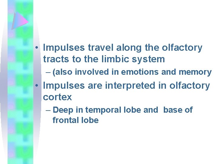  • Impulses travel along the olfactory tracts to the limbic system – (also